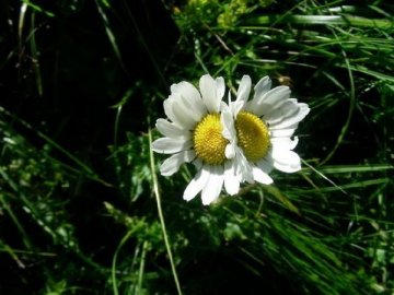 L'ABC DU HAUT-MINERVOIS - BIODIVERSITÉ DES JARDINS