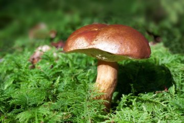 Sortie champignons à la forêt d'Epagne