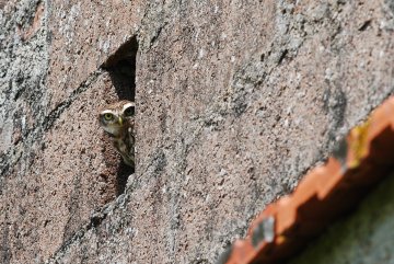 À la découverte de la nuit, de ses habitants et de la vallée de la Cure - Samedi 19 septembre