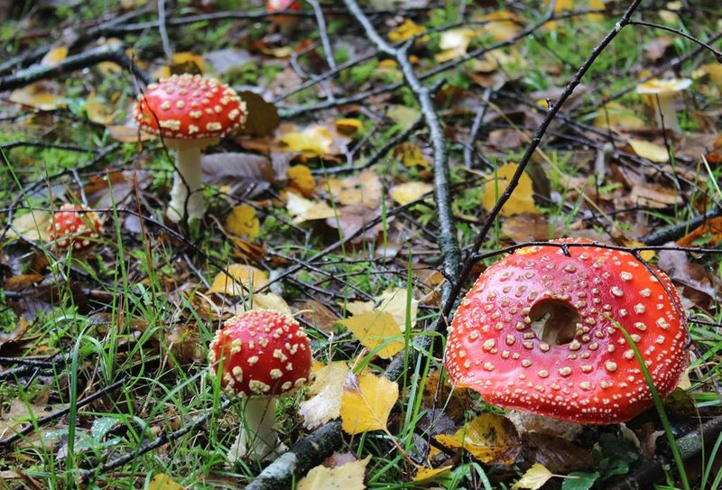 Exposition de champignons