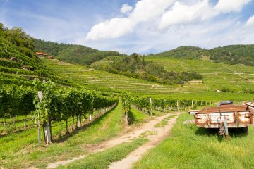 Escapade au coeur des vignobles auxerrois et chablisien