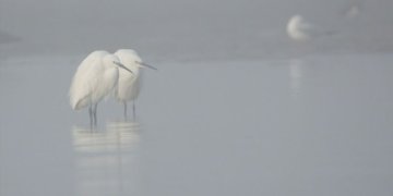 Le bal hivernal des oiseaux