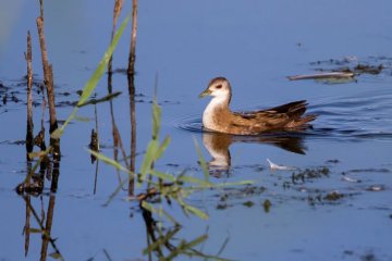 Conférence : les marouettes en Brenne