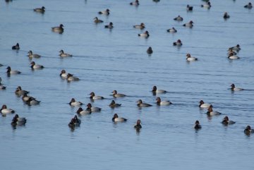 A la découverte des oiseaux d'eau hivernants