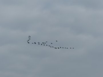 Balade nature "La migration"