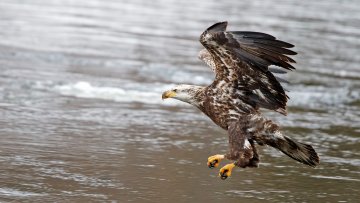 Exposition – Rapaces, seigneurs des airs