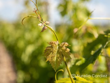 Balade commentée dans les vignes & dégustation