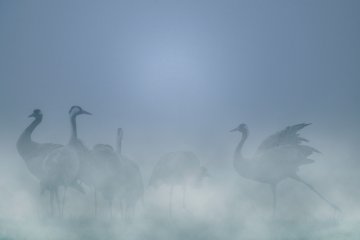 A la rencontre des Grues cendrées