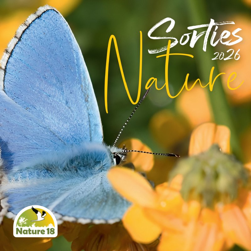 Sortie Nature :  Découverte de la Flore