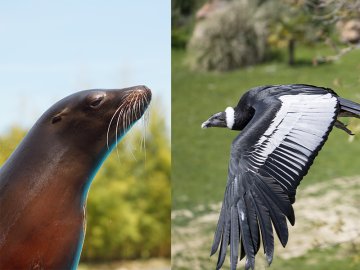 Les Maîtres des Airs et L'Odyssée des Lions de Mer au ZooParc de Beauval