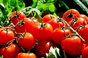 Marché du samedi à Saint-Aulaye