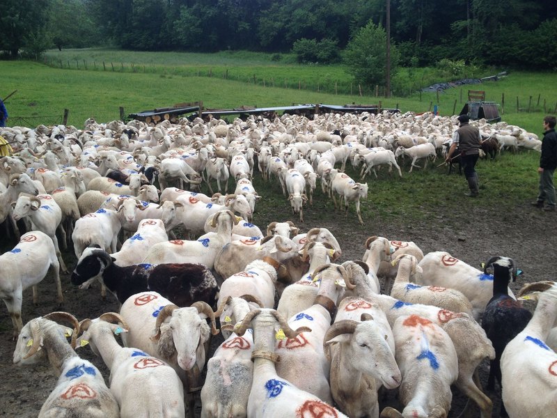 TRANSHUMANCE DE L'ESCALETTE
