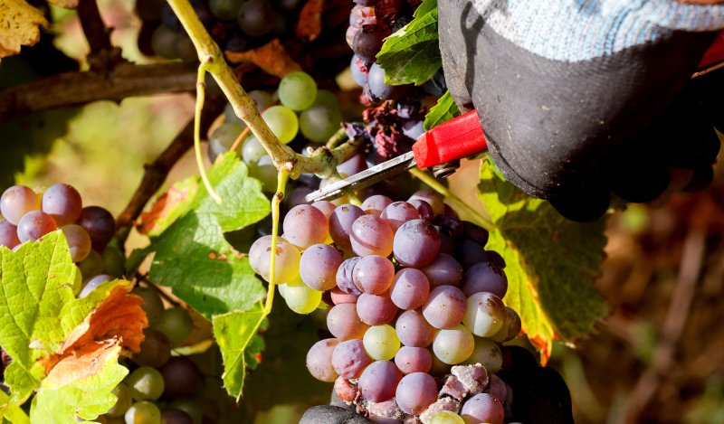 Visite guidée : Vin et dégustations