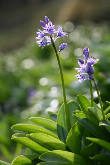 Sortie : Flore printanière des sous-bois de Saint-Jean-de-Luz