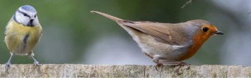 ATELIER HORS LES MURS : Qui sont ces oiseaux des jardins ?