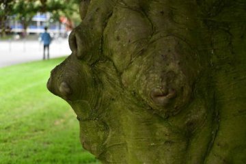 A la découverte des écorces d'arbres
