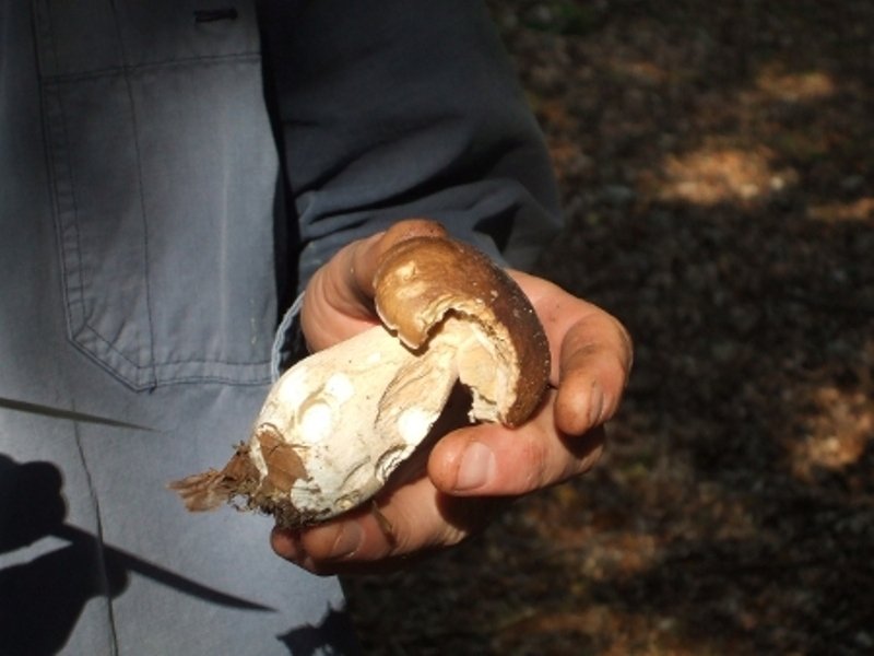 Découverte des champignons en forêt de Cerisy