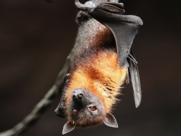 Nuit de la chauve souris