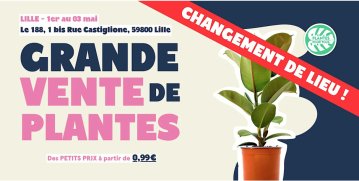 GRANDE VENTE DE PLANTES ET VERRES EN TERRASSE