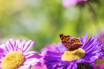 Conférence « Que disent les plantes par leurs parfums ? Une introduction à la botanique olfactive »