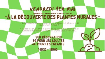 À la découverte des plantes Murales