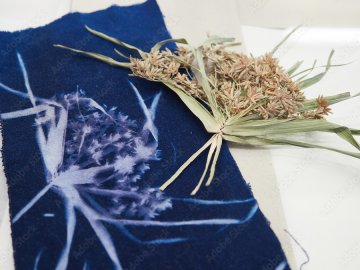 Cyanotype