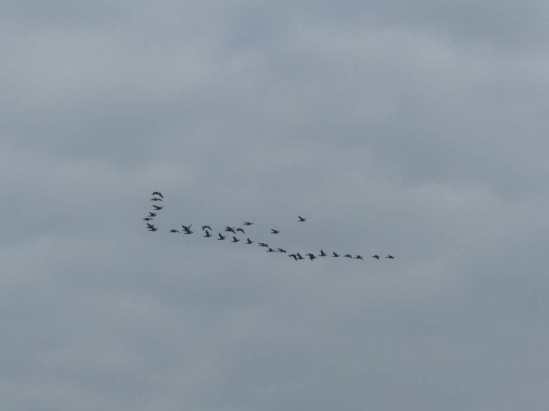 Balade nature "La migration"