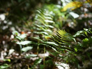 À la découverte des plantes sauvages