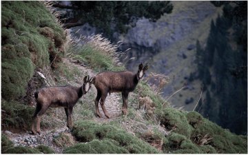 Randonnée : l'isard des Pyrénées