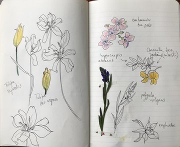 Balade botanique dessinée