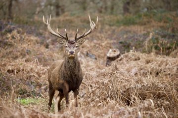 Les découvertes de Monta : Veillée sonore brame du cerf