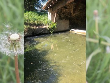 Découverte de la flore dans tous ses états - Bagas