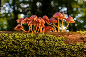 Balade nature : les champignons