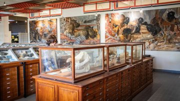 Visite des collections universitaires