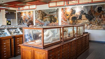 Visite des collections universitaires