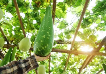 [Annulé] Calebasse : la plante gourde aux milles usages