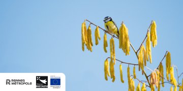 À la découverte des oiseaux des Prairies Saint-Martin à Rennes