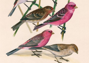 Dessins d'oiseaux, le trait talentueux d'Hermann Heinzel (aux Jardins du Muséum à Borderouge)