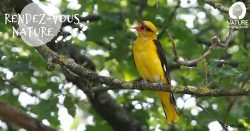 Chuchotements d’automne : les oiseaux de la plaine toulousaine