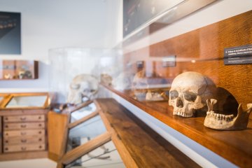 Musée de l'Aurignacien, la Préhistoire en Haute-Garonne