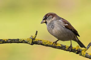 A la découverte des oiseaux des jardins