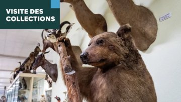 Visite guidée de la galerie de zoologie