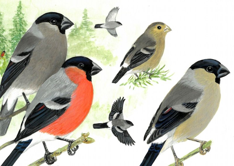 Dessins d'oiseaux, le trait talentueux d'Hermann Heinzel