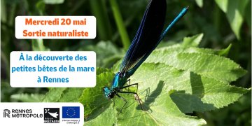 À la découverte des petites bêtes de la mare aux Prairies Saint-Martin à Rennes