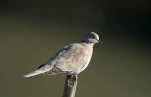 Apprendre à reconnaître les oiseaux
