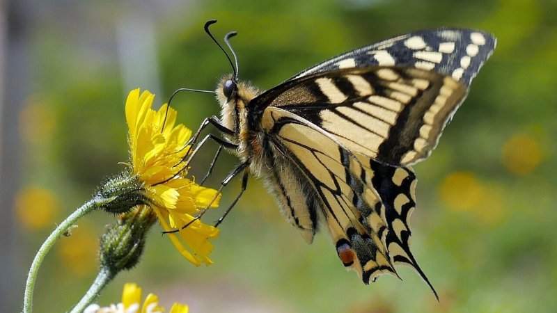 [Annulé] Atelier À la découverte des insectes