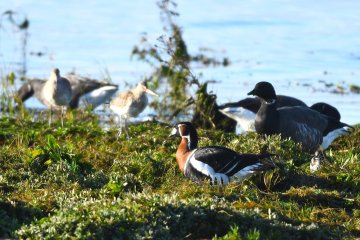 48h nature - L'odyssée des oiseaux migrateurs