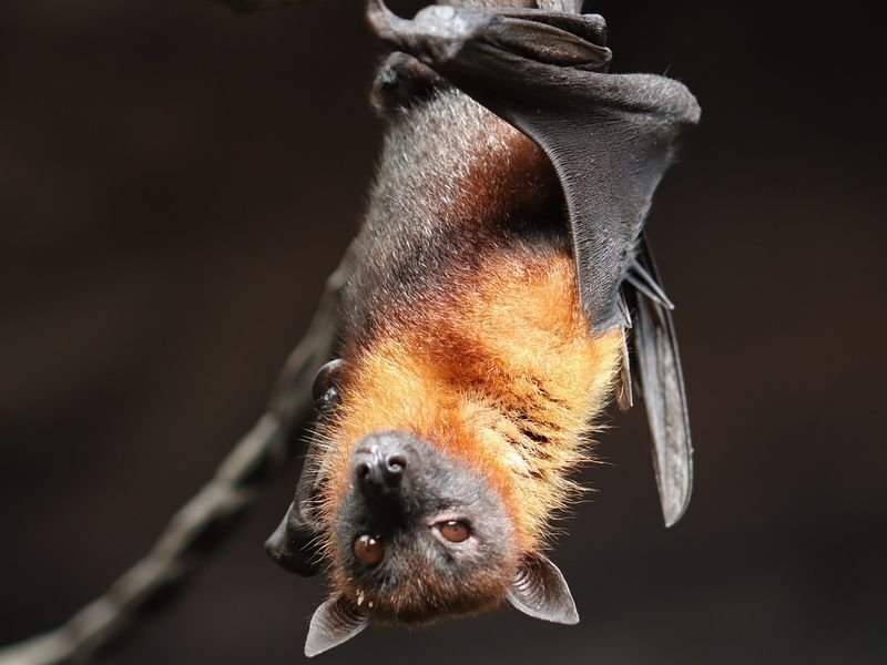 Nuit de la chauve souris