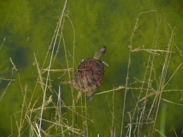 "Mystères et tortues"