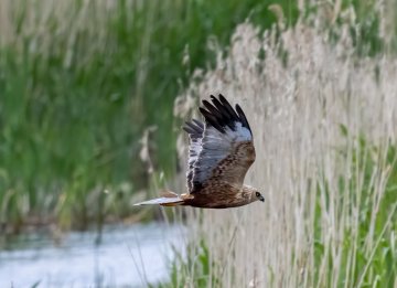 A la découverte des oiseaux de la baie d'Audierne